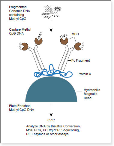 DNA Enrichment Workflow