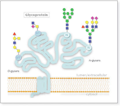 NEB_GLYCO_image1