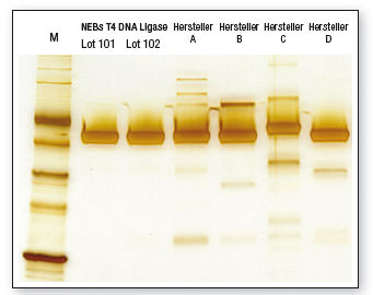 NEB_Klonierung_T4_DNA_Ligase_gel T4 DNA Ligase Gelbild