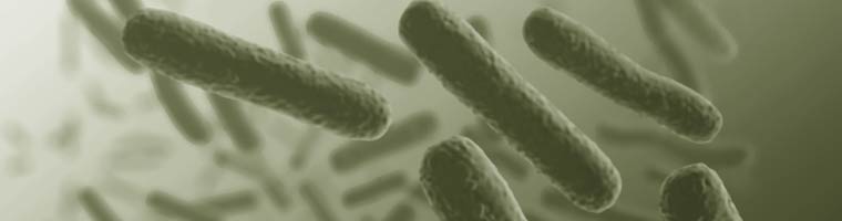 NEB_Komp_Header_kompetentezellen_760px NEB_Kompetente_Zellen_Header