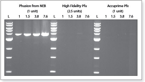 dækning eksotisk Spaceship Phusion DNA Polymerase - New England Biolabs