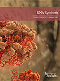 NEB_RNA_Biologie_RNA-Broschuere RNA Synthesis Brochure