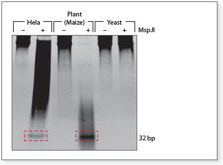NEB_epigenetic_enzymes-gel Methylation sensitive enzymes Gel