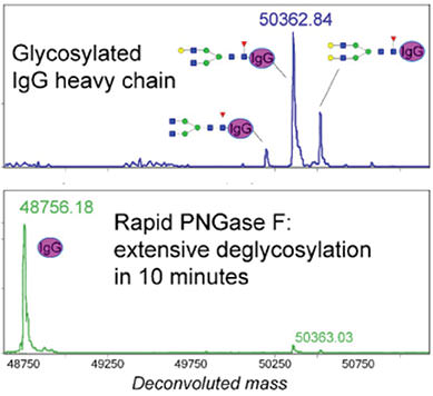 graph_rapidpngasef