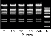 neb_timesaver_enzyme