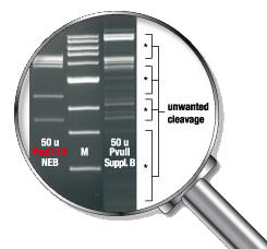 HF-Enzyme PvuII Lupe