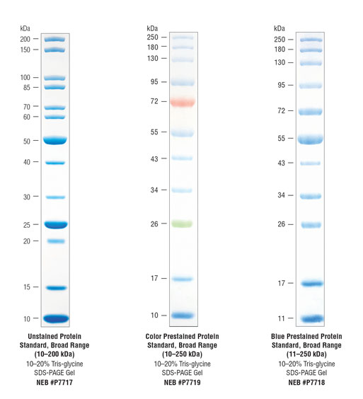 majority fellowship catalog COA: Spectra ™ Multicolor Broad Range Protein L...